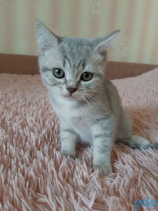 Котята шотландские, фотография 4