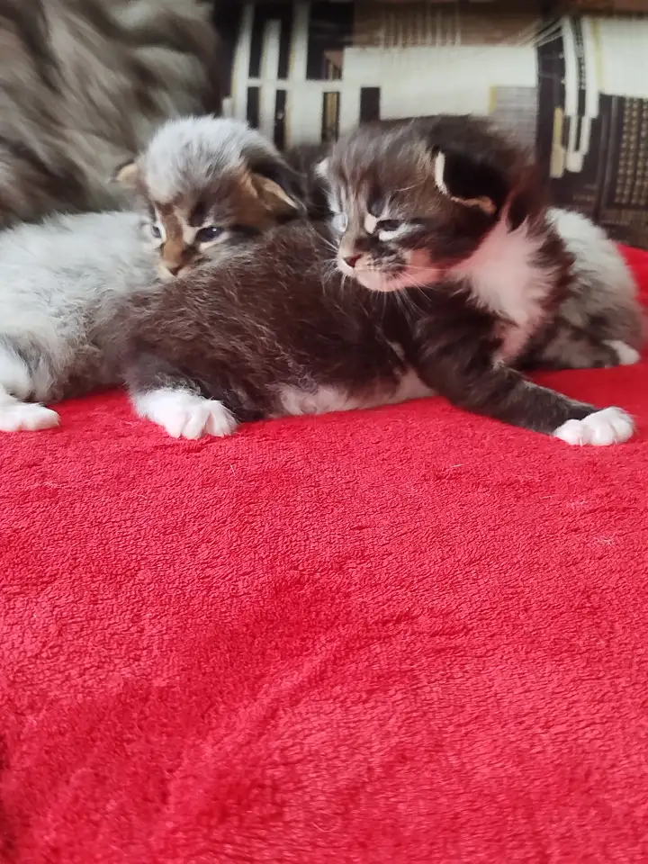 Котята мейн кун, фотография 3