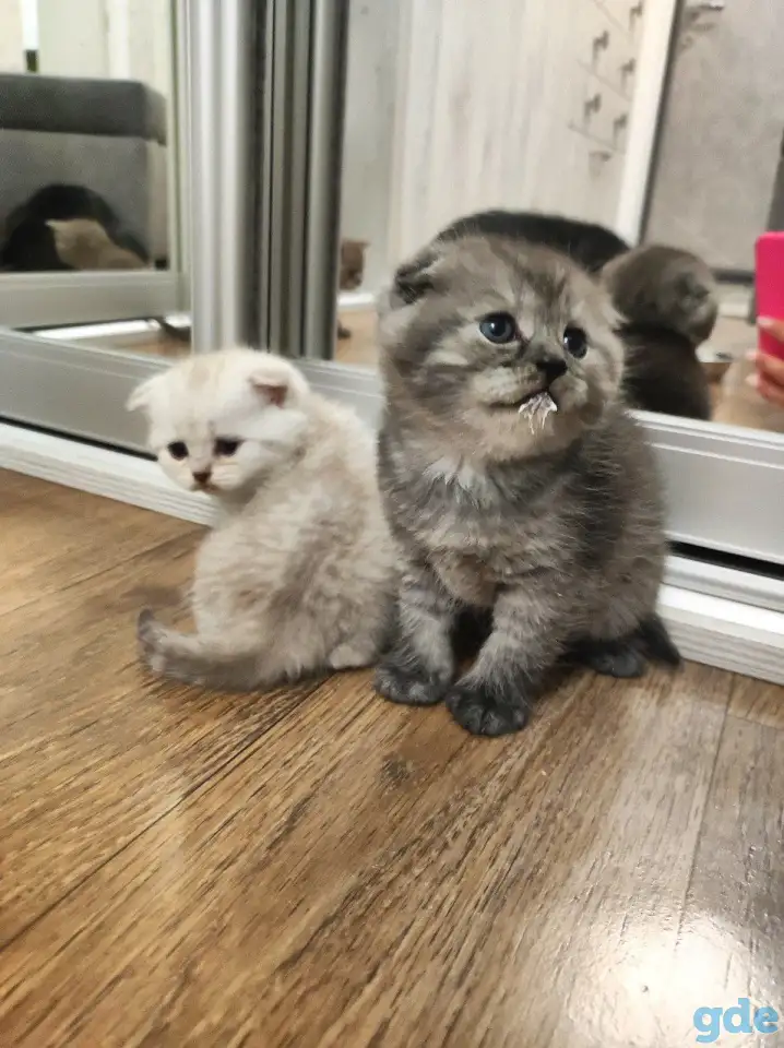 Котята шотландские, фотография 2