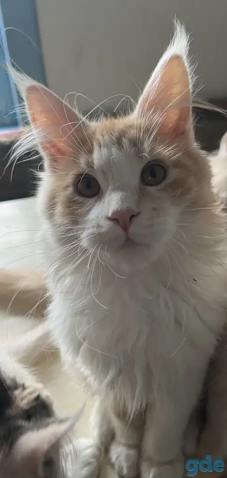 Котята Мейн Кун, фотография 1