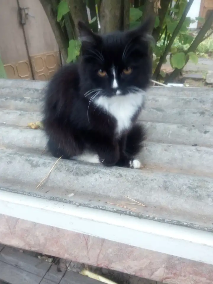 Котята, фотография 2