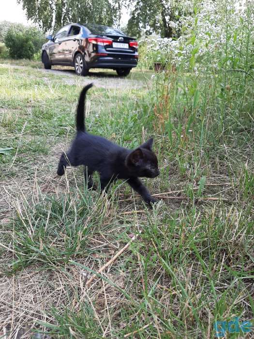 Котята ищут себе дом, фотография 3