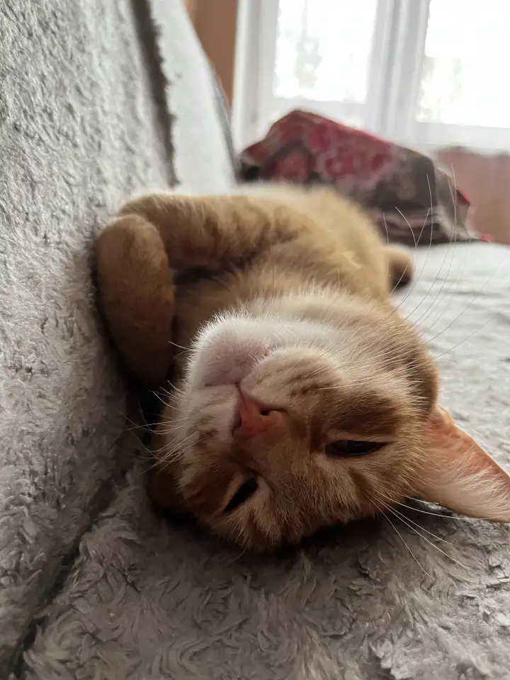 Котик в добрые руки, фотография 1