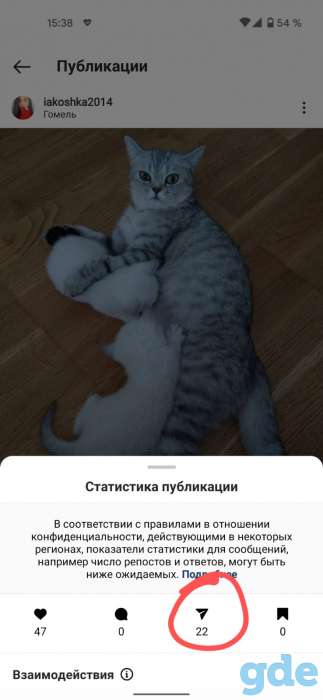 Шотландские котята, фотография 3