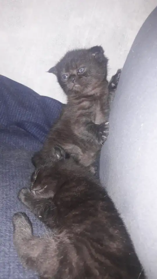 Котята шотландские вислоухие, фотография 5