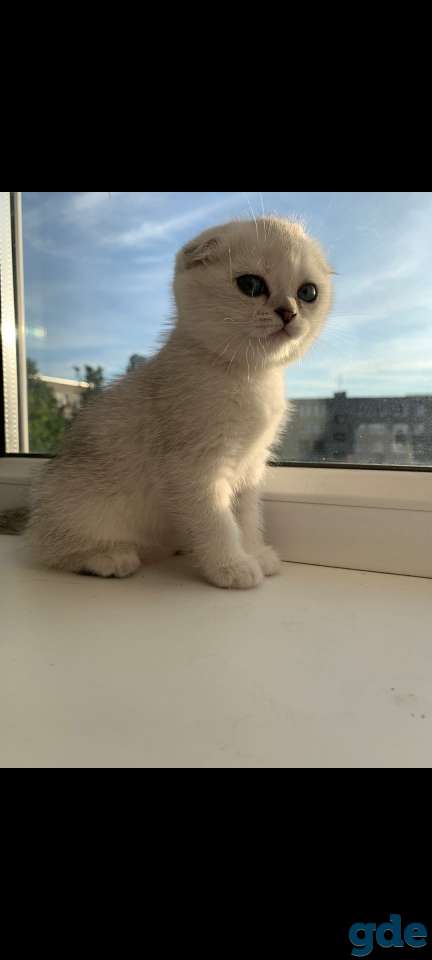 Котята, фотография 3