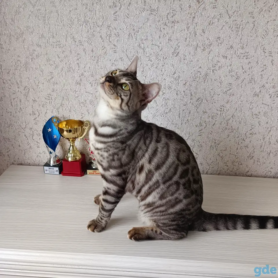 Бенгальские котята, фотография 4