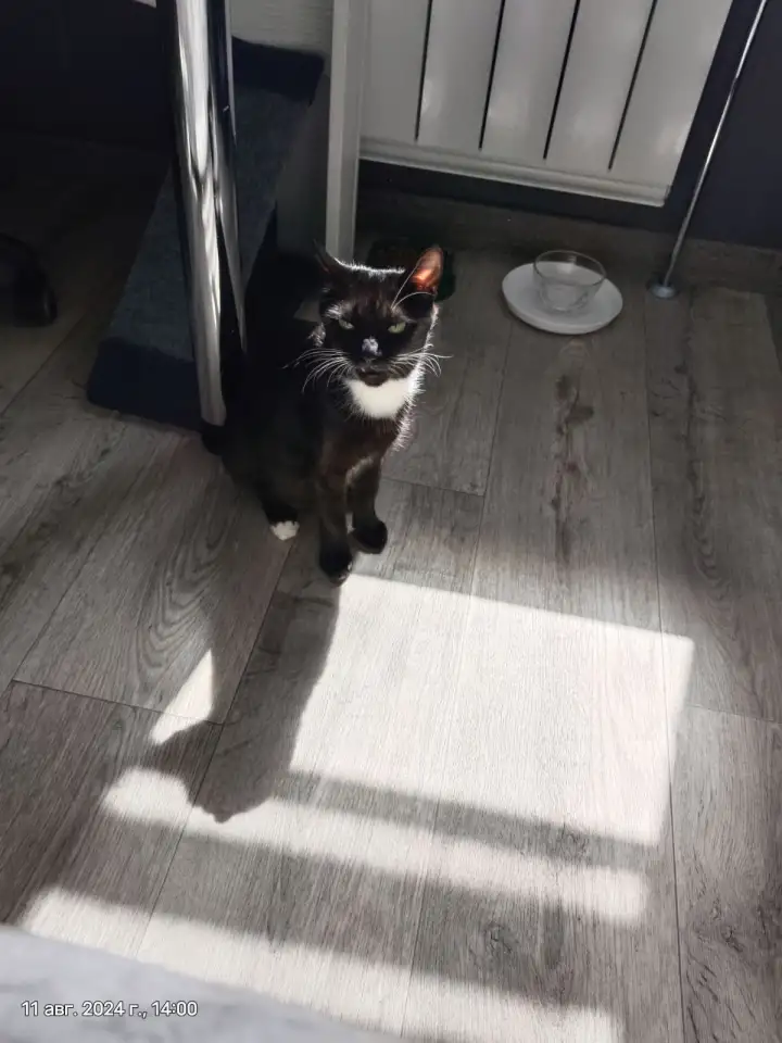 Котодевочка Еня в дар, фотография 2