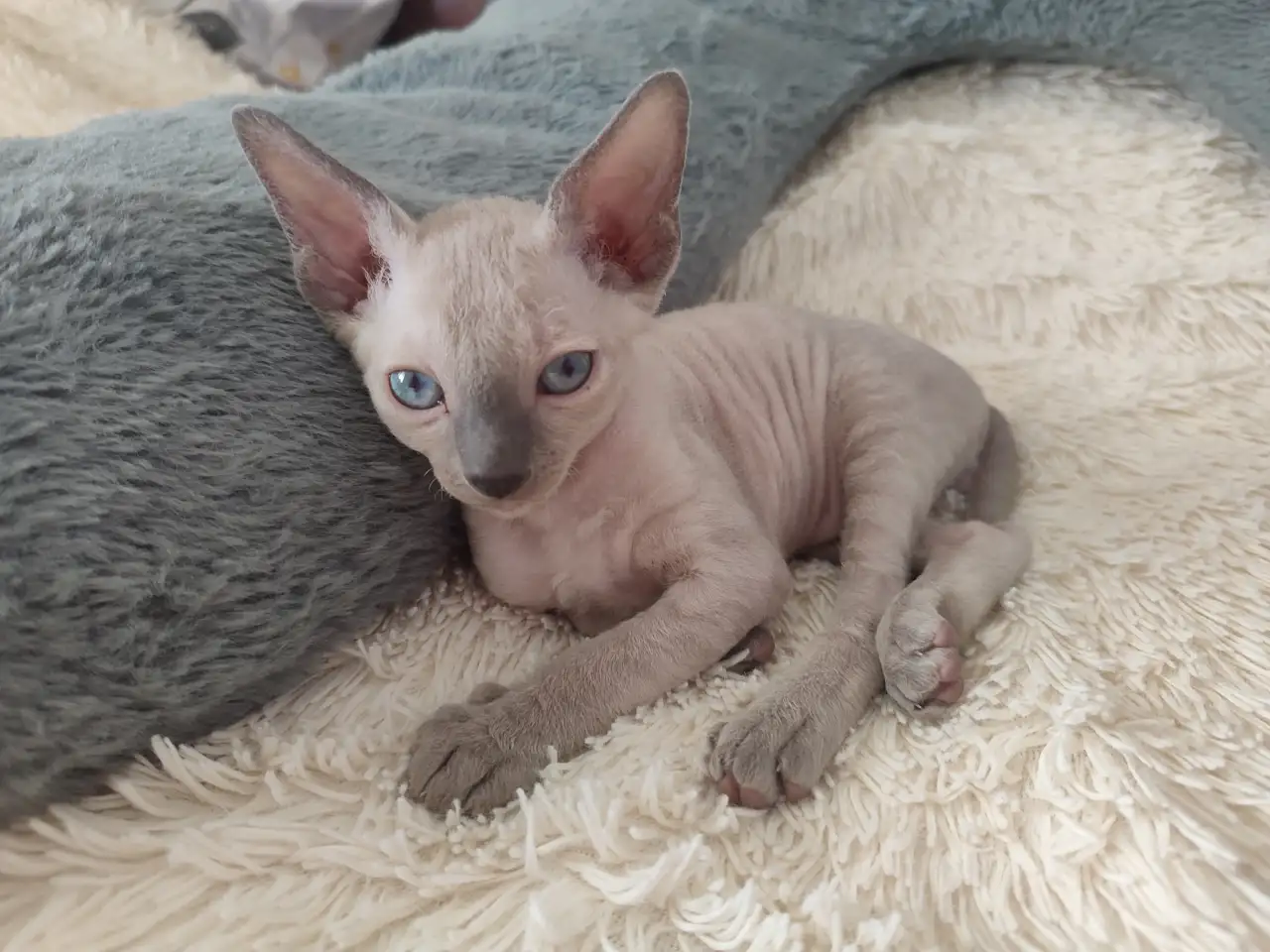 Котёнок корниш-рекс, фотография 1