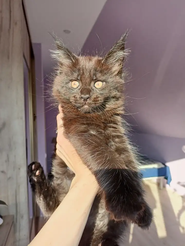 Продажа котят мейн-кунов, фотография 9