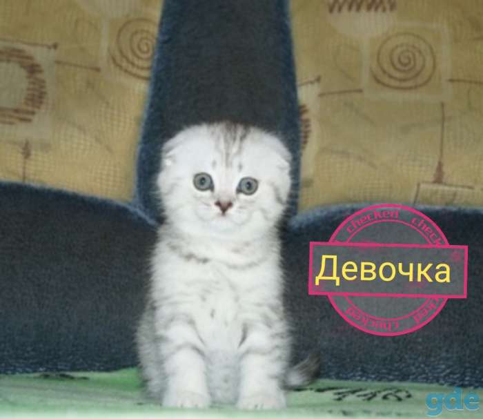 Шотландские котята, фотография 2