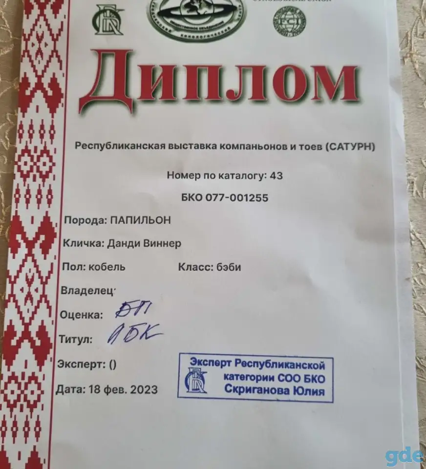 Щенки папильона, фотография 6