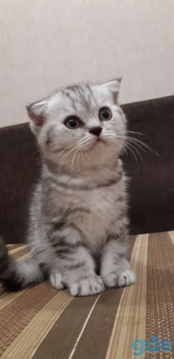 Шотландские котята(Scottish Fold), фотография 1