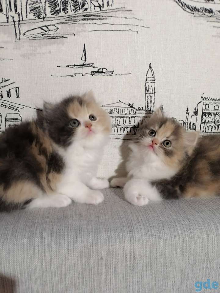 Персидские котята, фотография 1