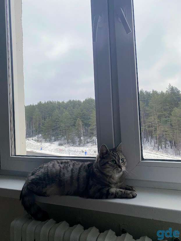 Умная кошка Ричи в добрые руки, фотография 2