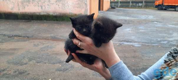 Котята ищут дом или передержку, фотография 2