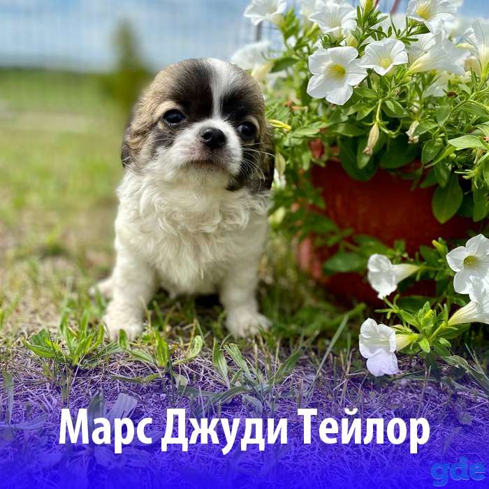 Щенки чихуахуа из породного питомника JudiTeilor, фотография 1