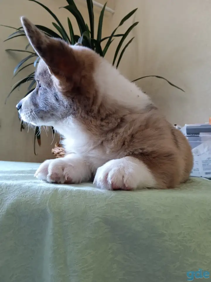 Вельш корги кордиган, фотография 6