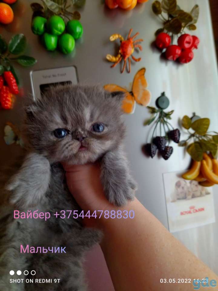 Персидские котята экстремального типа. Персы., фотография 1
