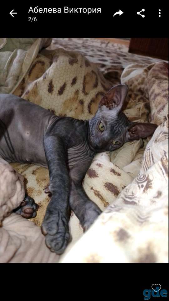 Продам котят, фотография 2