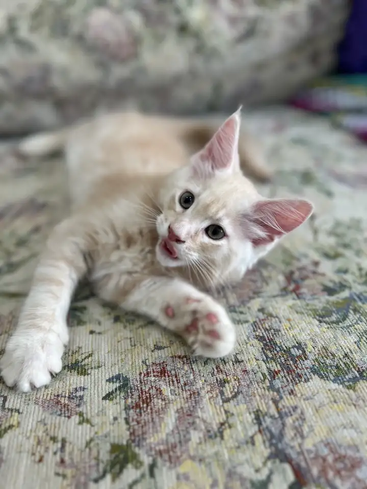 Котенок породы мейн-кун, фотография 2