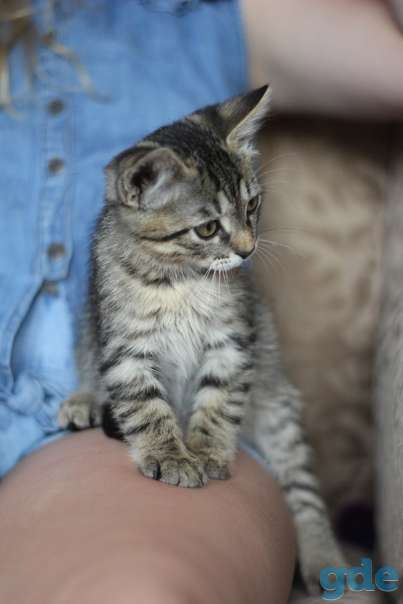 Котенок ищет дом, фотография 3