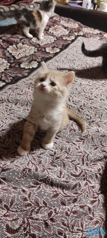 Отдам рыжего котенка-мальчика в дар, фотография 2