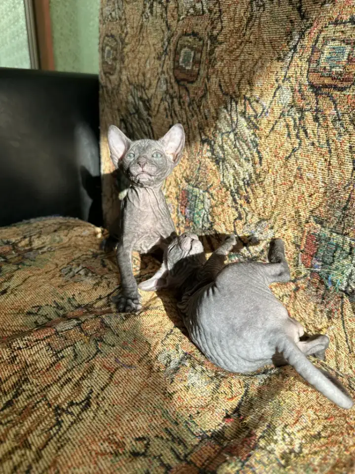 Котятки донского сфинкса, фотография 4