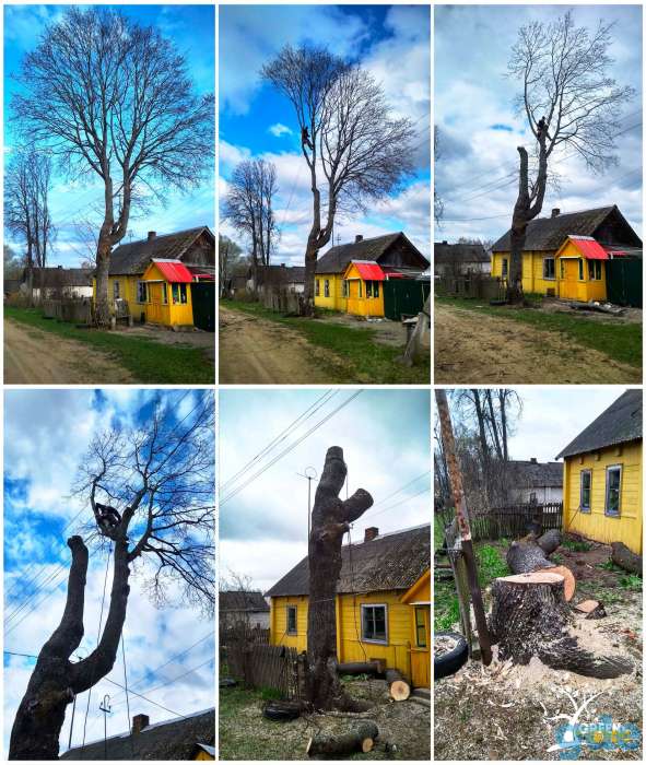 Спилить дерево частями с помощью альпинистов, фотография 3