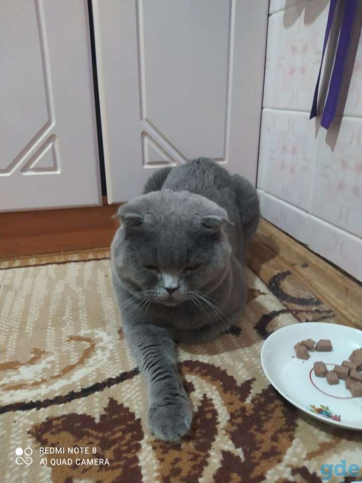 Шотландец Вислоухий. Вязка, фотография 1