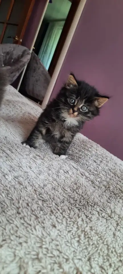 Котята ищут дом, фотография 4