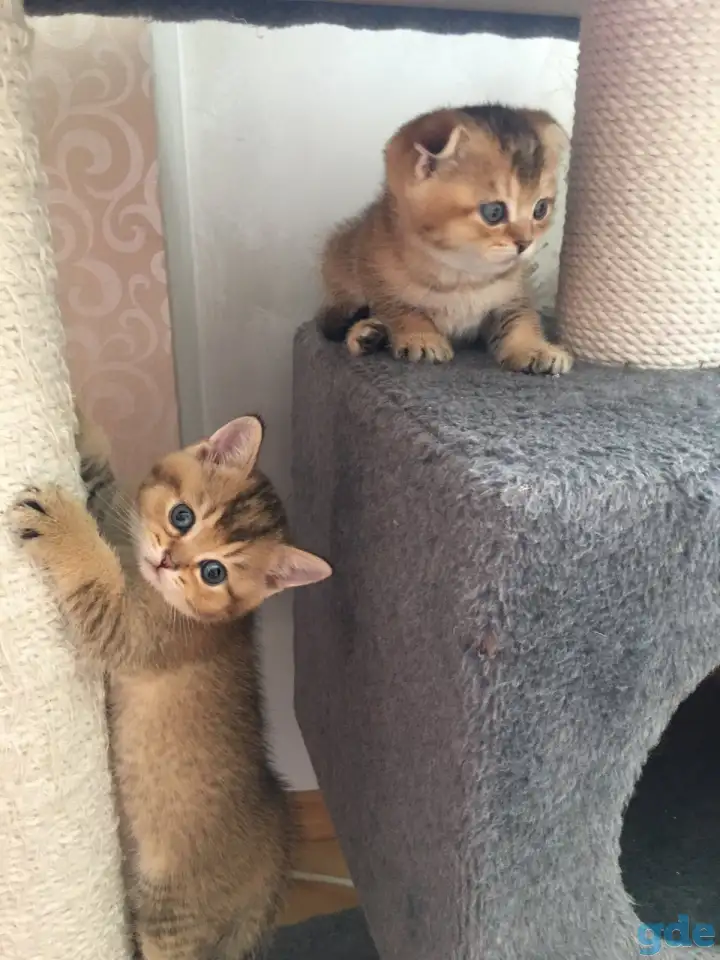 Шотландские котята, фотография 1