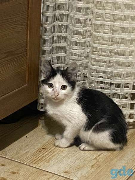 Котенок ищет дом, фотография 2