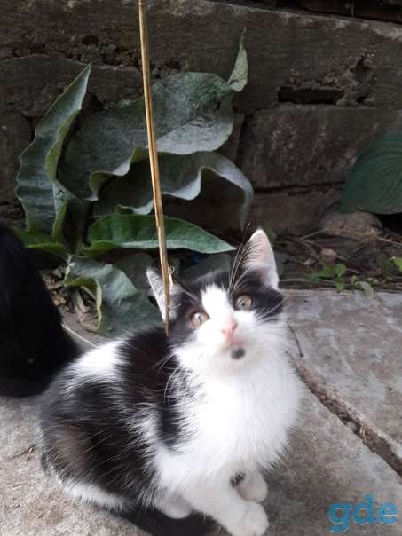 Котята ищут дом или передержку, фотография 5