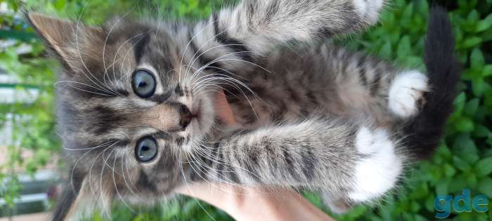 Котята, фотография 1