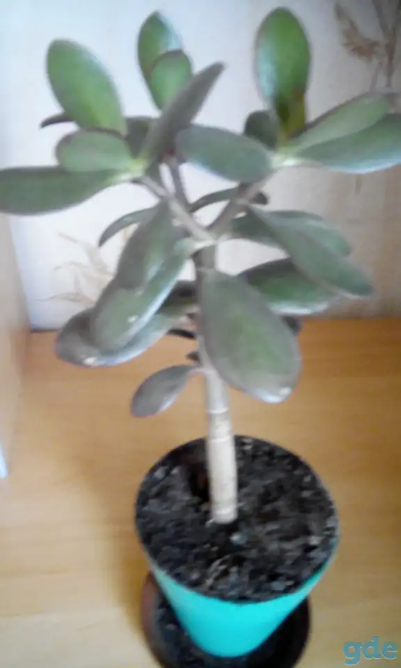 Комнатные растения, фотография 2