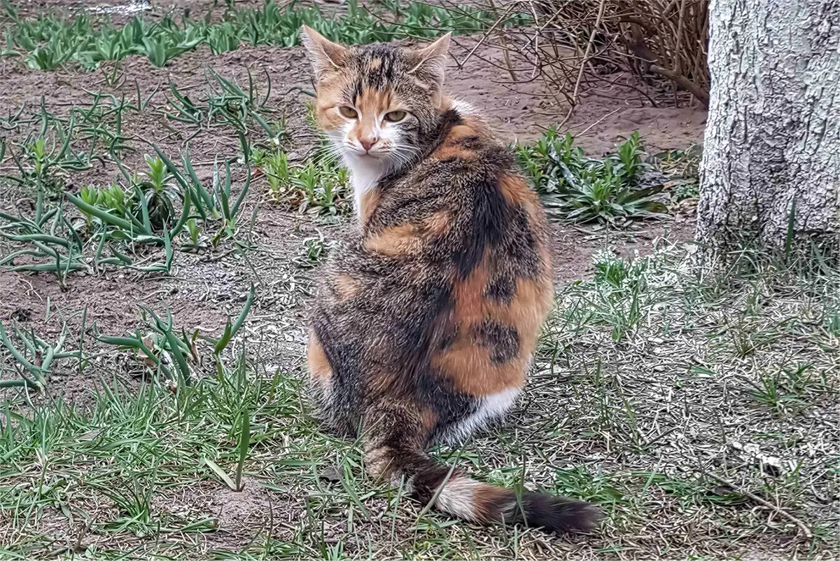 Котики очень срочно ищут дом, фотография 4