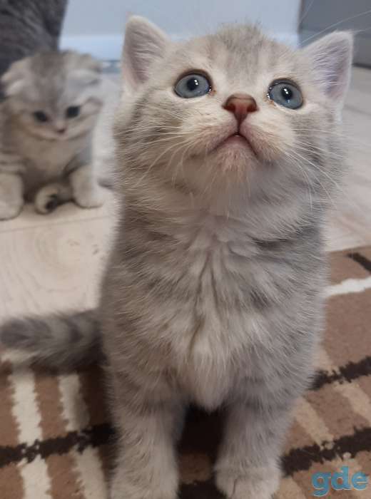 Шотландские котята, фотография 3