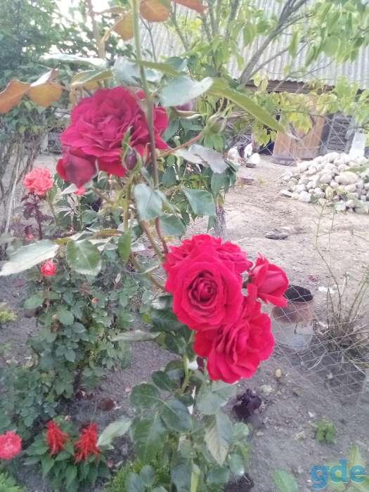 Продам многолетние растения, фотография 10