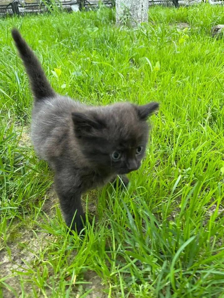 Котята в хорошие руки, фотография 3