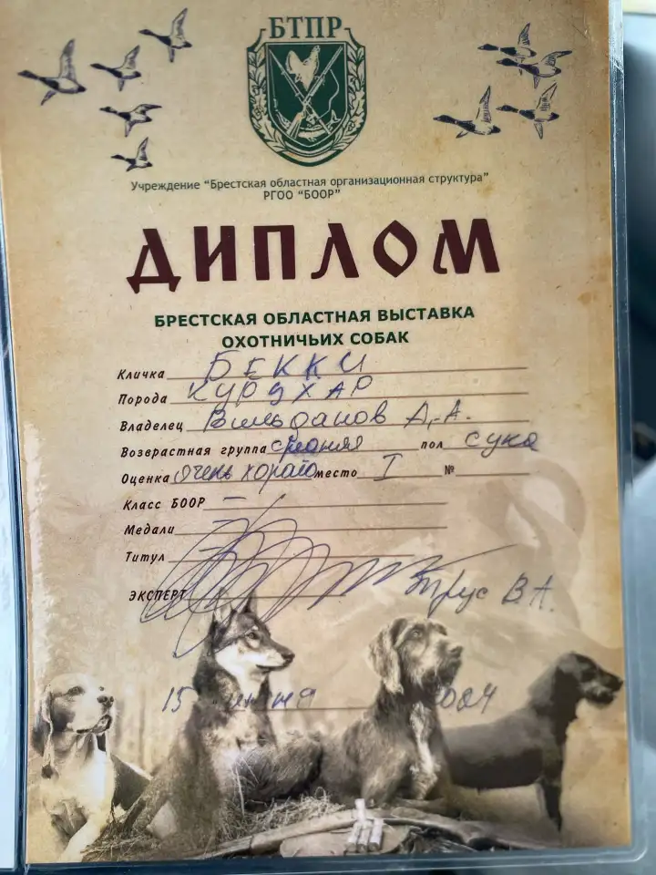 Щенки Курцхаара, фотография 10
