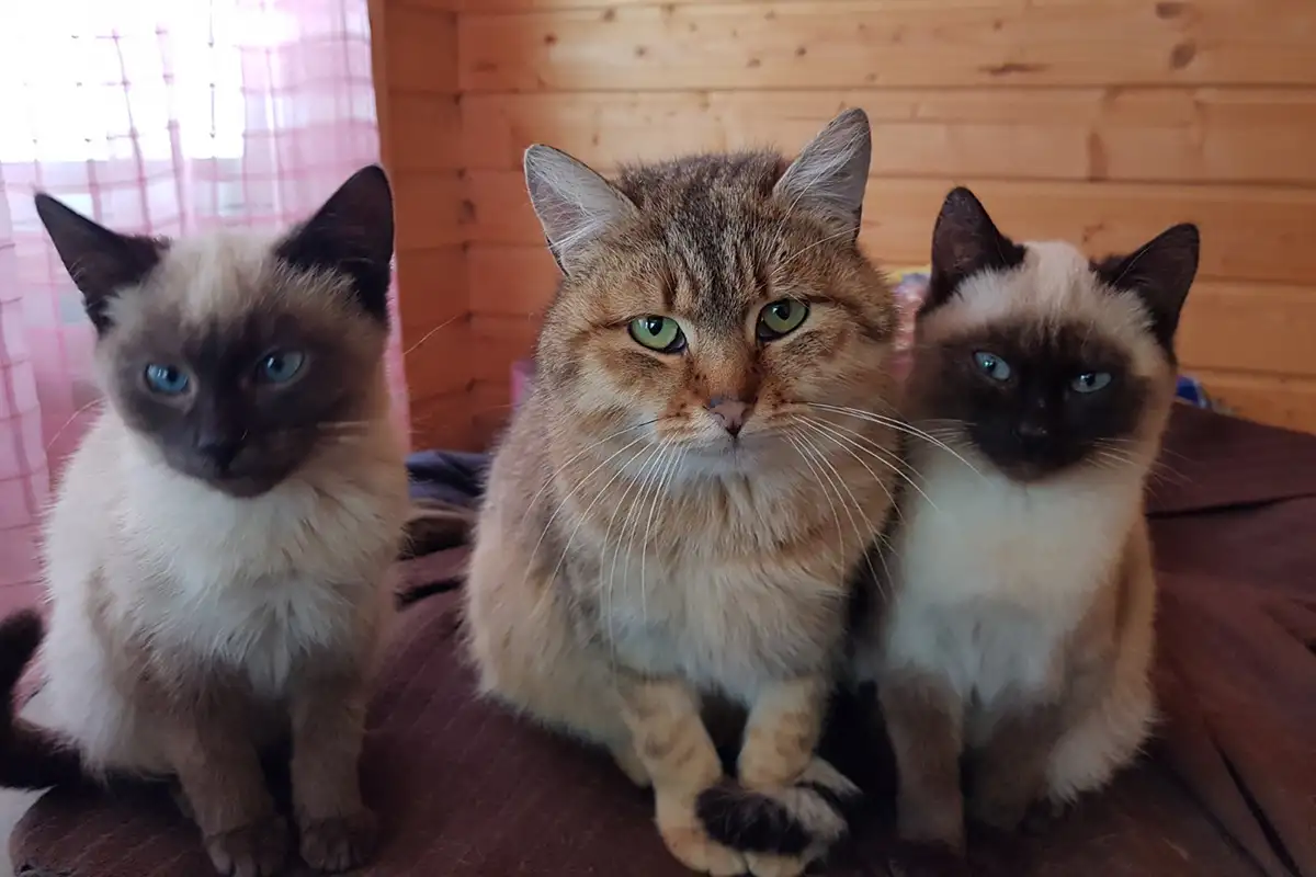 Котики очень срочно ищут дом, фотография 2