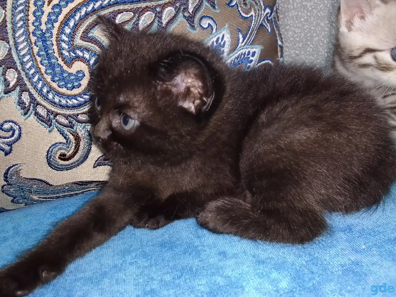 Шотландские котята, фотография 4