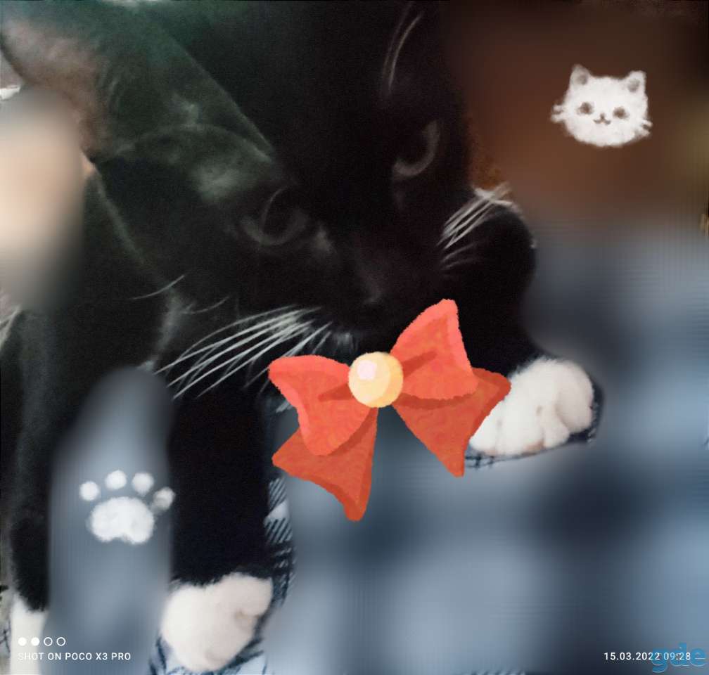 Котик, фотография 7