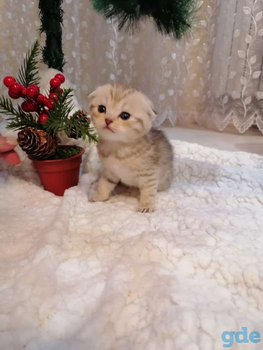 Котята, фотография 5