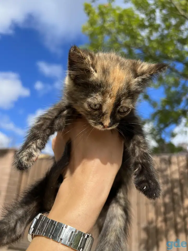 Котёнок (1 мес) в дар, фотография 2
