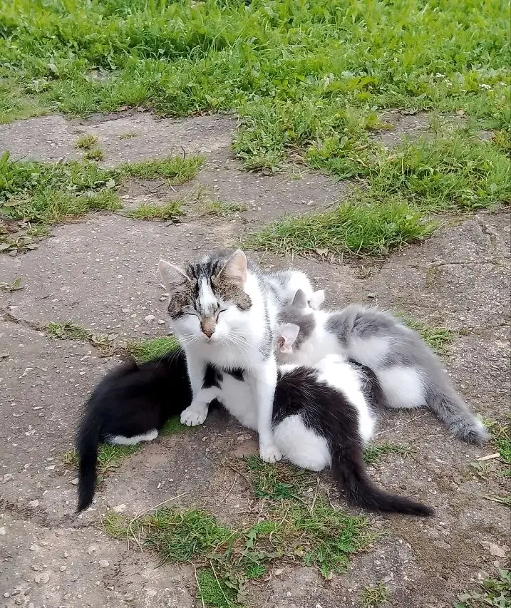 котёнок, фотография 3