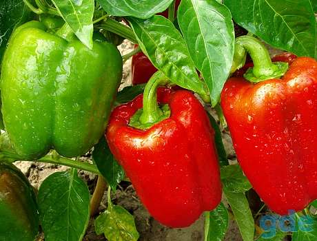 РАССАДА!  ПРОДАЖА НАЧАЛАСЬ!, фотография 5