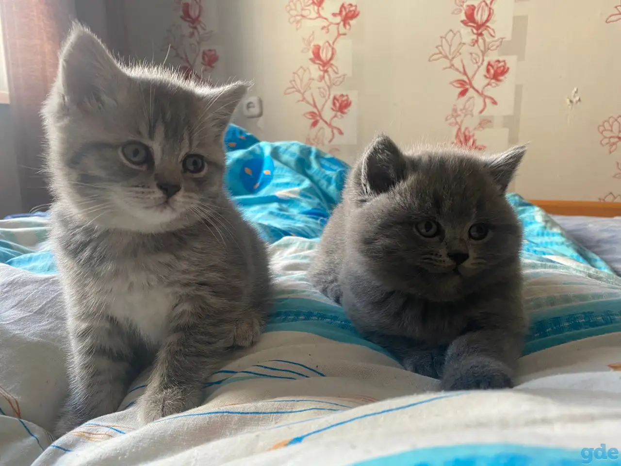 Шотландские котята, фотография 5