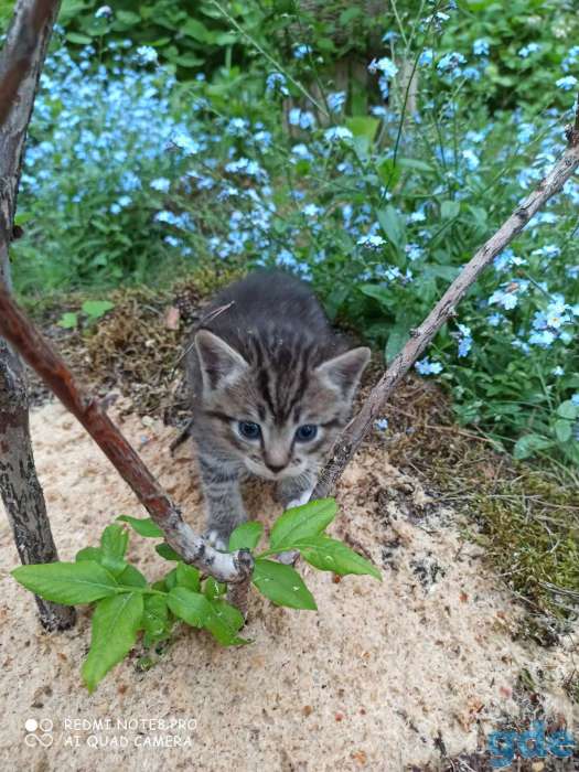 Котята ищут дом и любящих хозяев, фотография 5